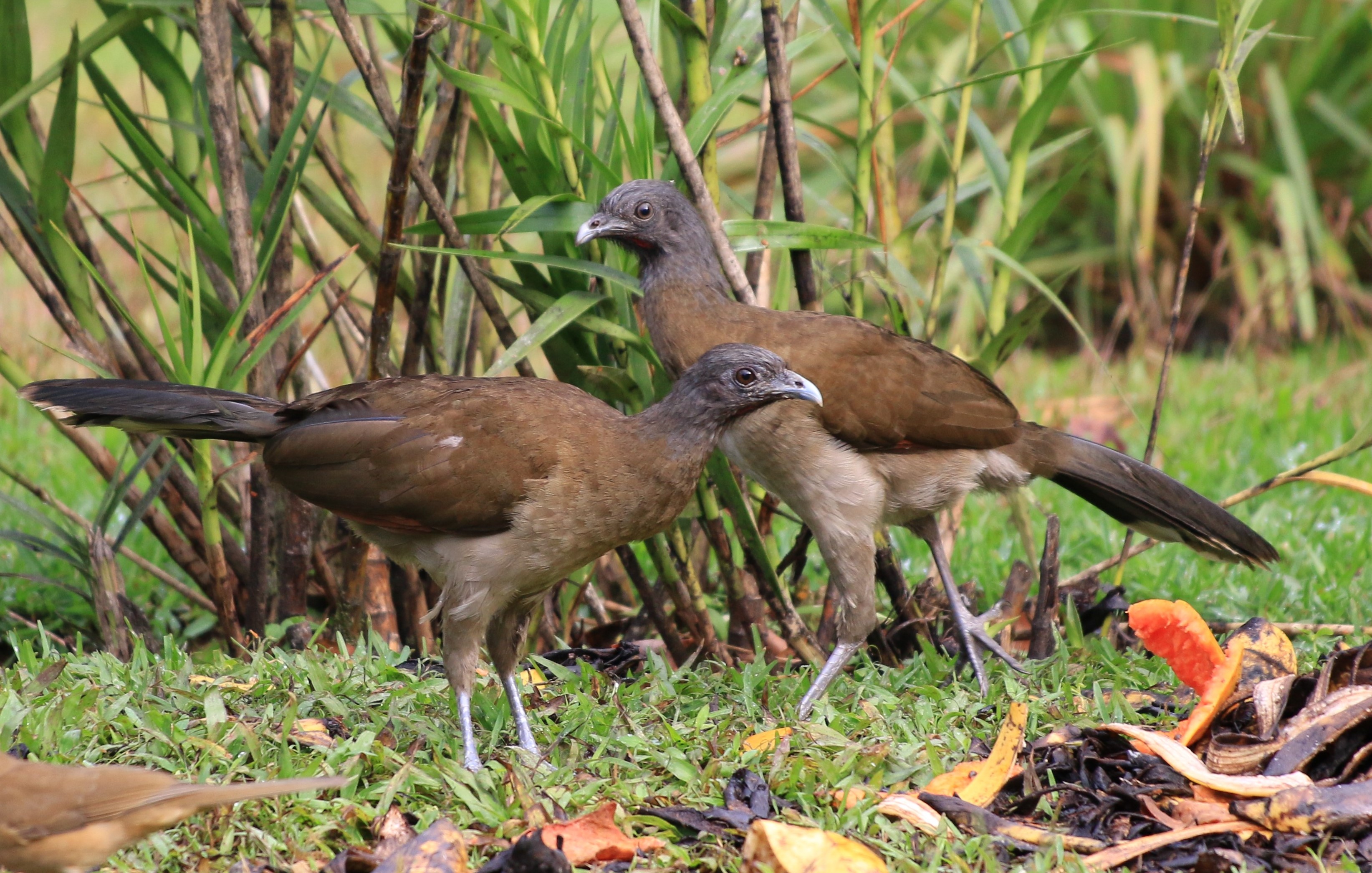 Costa Rica